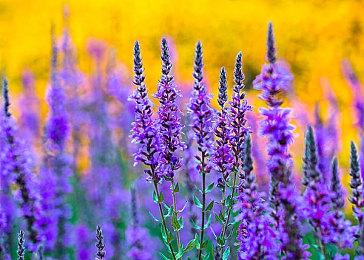 蓝爆登场《英灵乱战》迎来洛克人主题联动